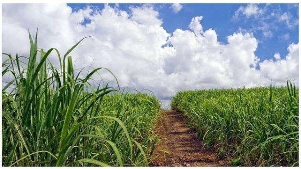 甘蔗和玉米做出的植物基聚酯纖維，環(huán)保又時(shí)尚