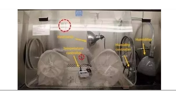新技能get，石墨烯還可防蚊蟲叮咬
